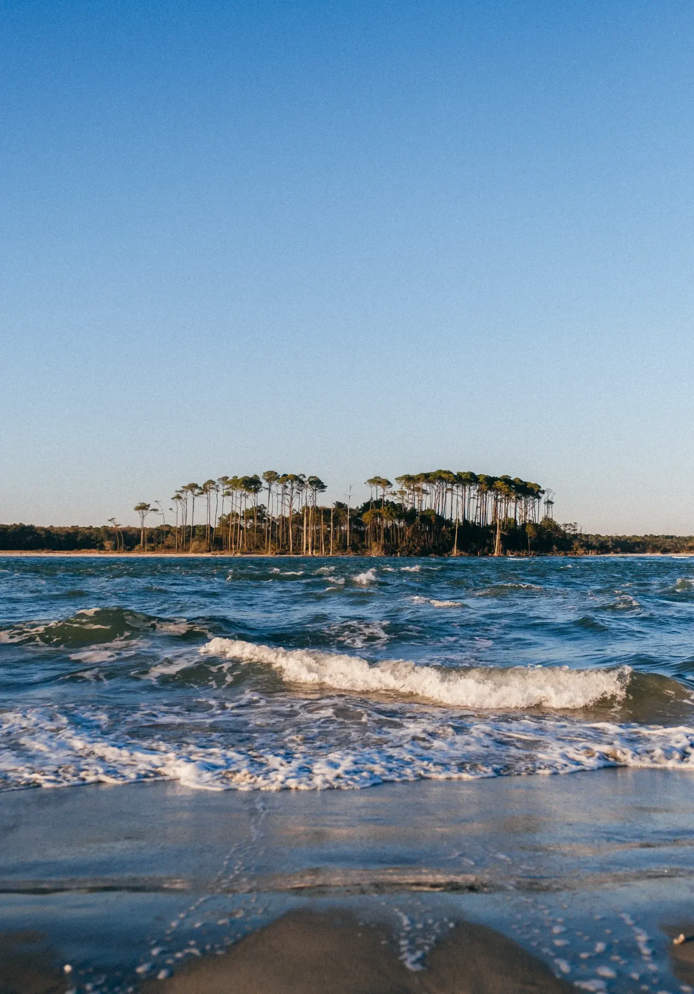 Low angle beach view of choppy blue waves and slender trees on distant island.