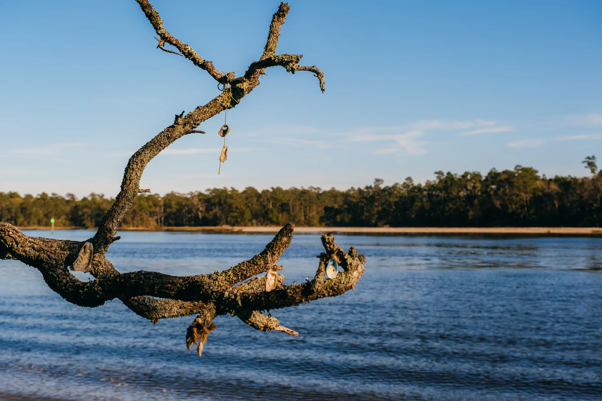 Lichen covered driftwood branch hanging over calm blue water with dangling shells.