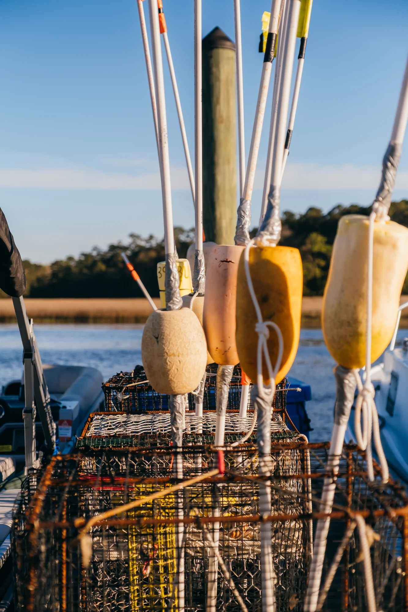 Sunlit crab traps lined with yellow and white buoys on poles against blue sky.