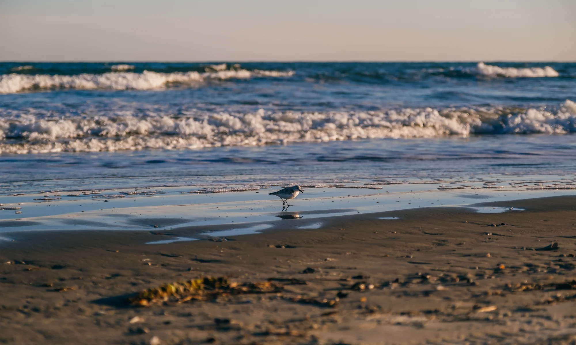 Small shorebird running along wet sandy beach with reflected sunlight and gentle waves.