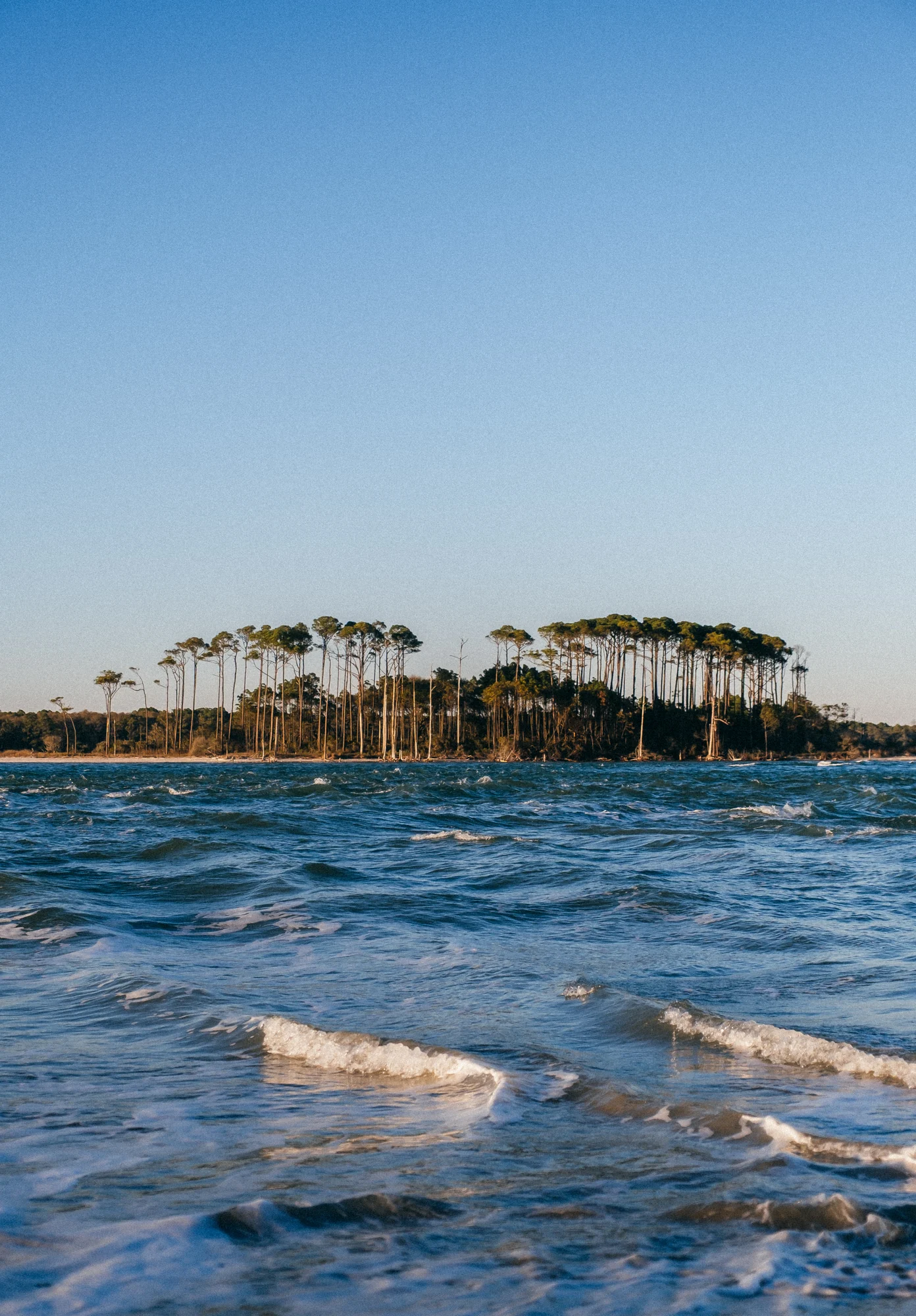 Tall slender pine trees on a low island under clear blue sky above choppy water.