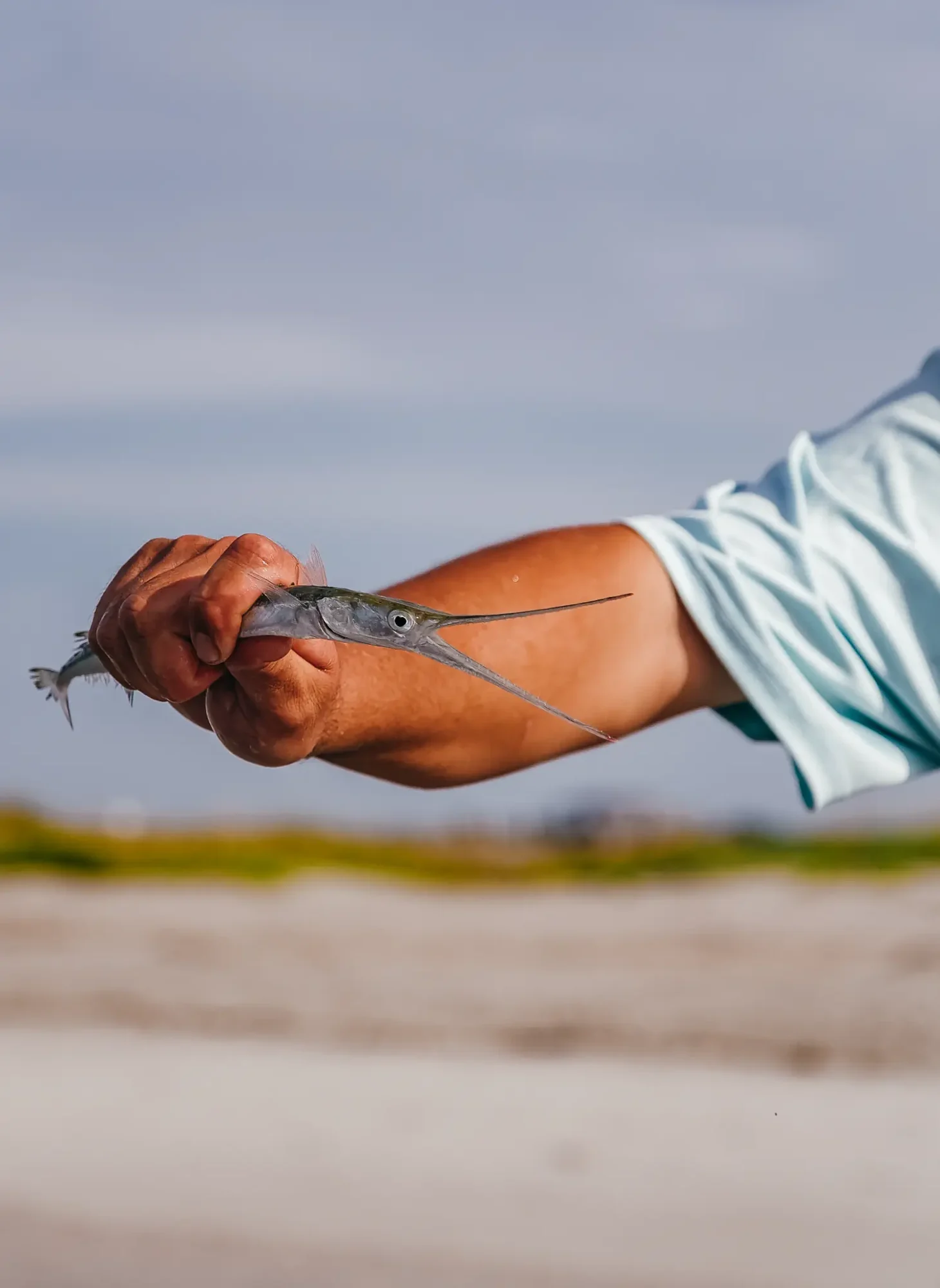 Sunlit arm holding slender long nosed fish toward camera with blurred shoreline background.