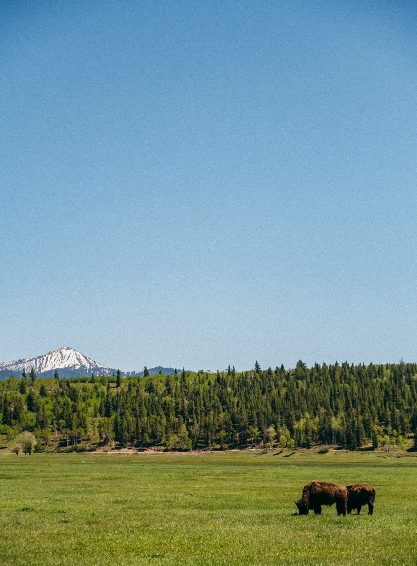 Two bison grazing in a green meadow below a snow-capped Tetons peak.