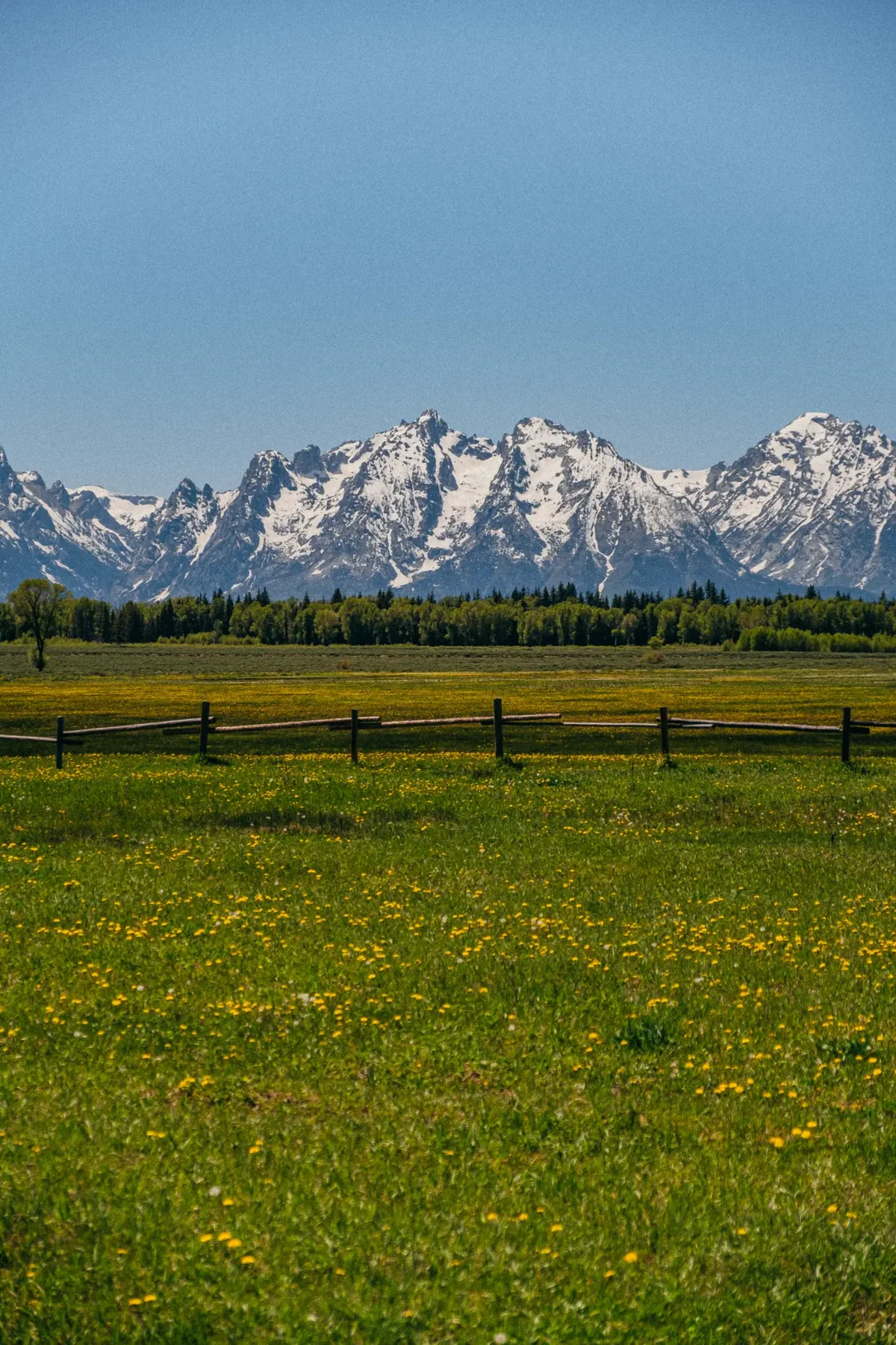 Snowy Tetons rising above a green field scattered with yellow wildflowers.